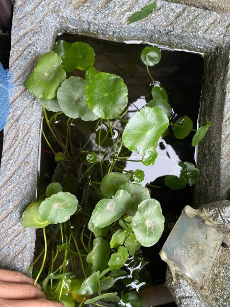 农村老水缸如何养鱼不换水