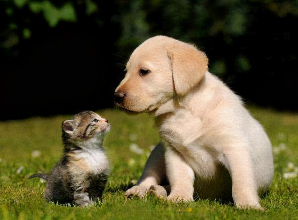 养猫好还是养狗更好