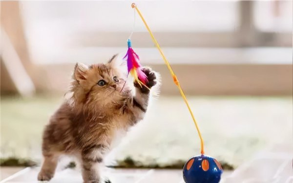 养猫好还是养狗更好