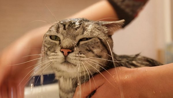 养猫好还是养狗更好