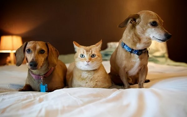 养猫好还是养狗更好