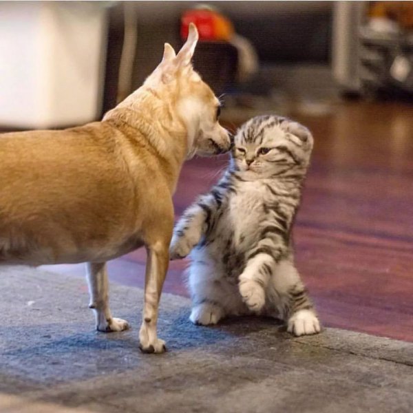 养猫好还是养狗更好