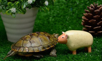 乌龟白眼病怎么治疗 乌龟白眼病需要把白膜弄下来吗