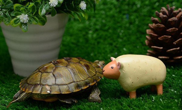 乌龟白眼病怎么治疗