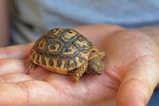 乌龟白眼病怎么治疗