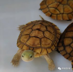 乌龟知道饥饱吗会不会被撑死 怎么喂养乌龟比较好