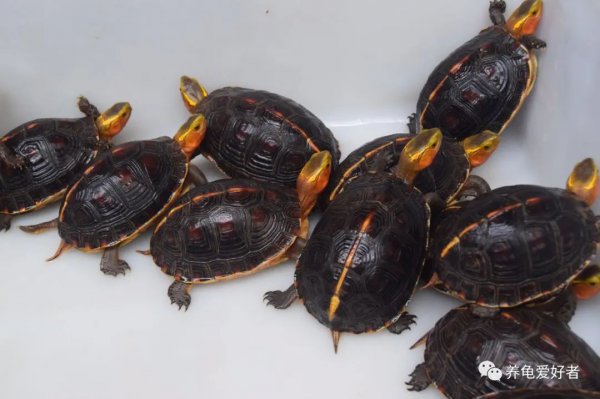 乌龟知道饥饱吗会不会被撑死