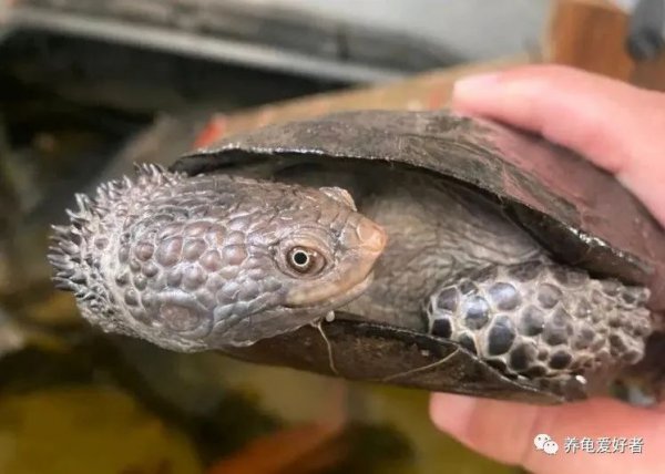 乌龟知道饥饱吗会不会被撑死