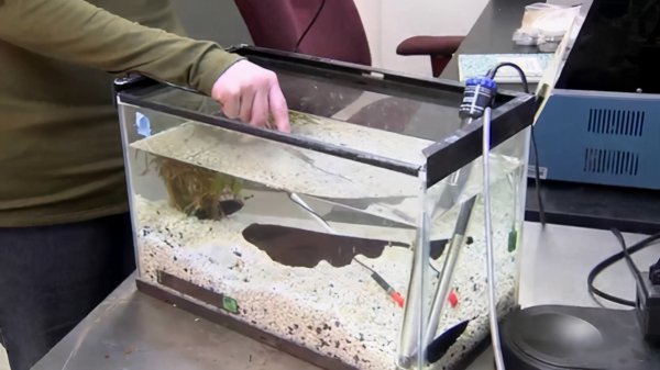 鱼的记忆真的只有7秒吗