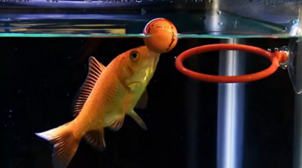 鱼的记忆真的只有7秒吗