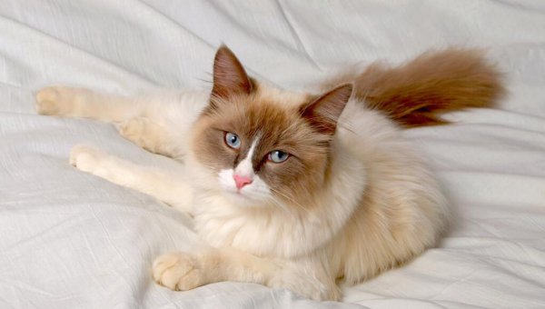 猫鼻子一直是干的但很活泼