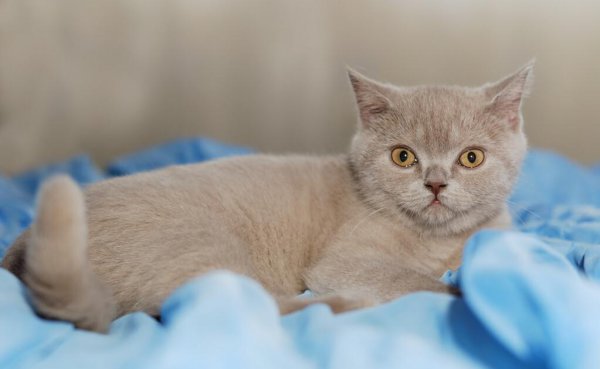 猫鼻子一直是干的但很活泼