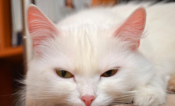 猫鼻子一直是干的但很活泼