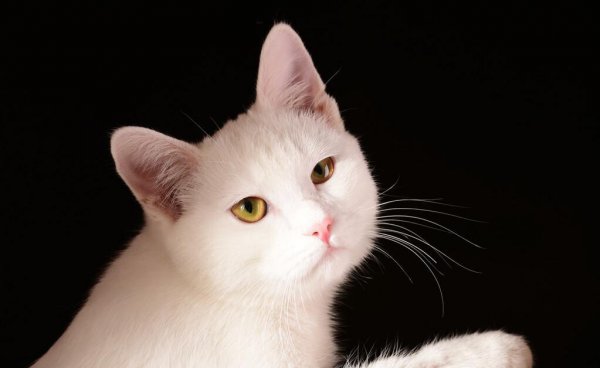 猫鼻子一直是干的但很活泼