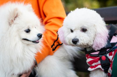 比熊犬和博美哪个好养 比熊犬和博美哪个更适合家里养