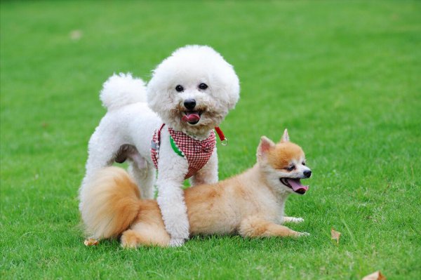 比熊犬和博美哪个好养