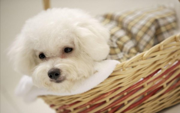 比熊犬和博美哪个好养