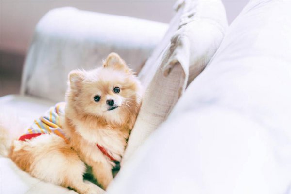 比熊犬和博美哪个好养