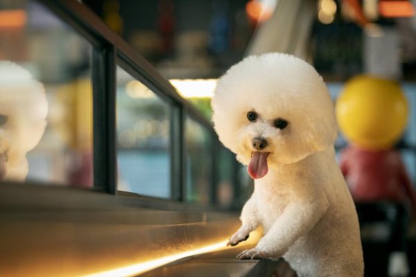 比熊犬和博美哪个好养