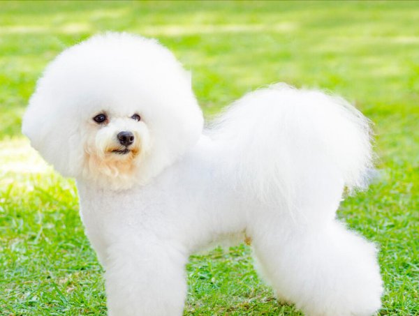 比熊犬和博美哪个好养