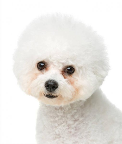 比熊犬和博美哪个好养