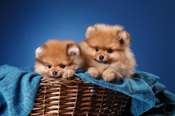 比熊犬和博美哪个好养