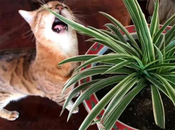 养猫能买什么鲜花养