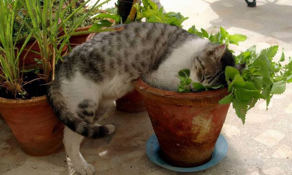 养猫能买什么鲜花养