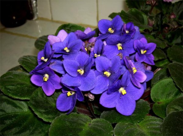 养猫能买什么鲜花养