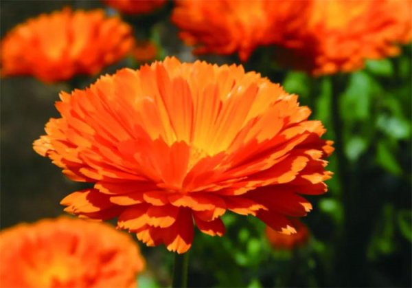 养猫能买什么鲜花养