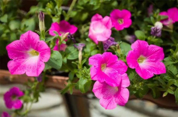 养猫能买什么鲜花养