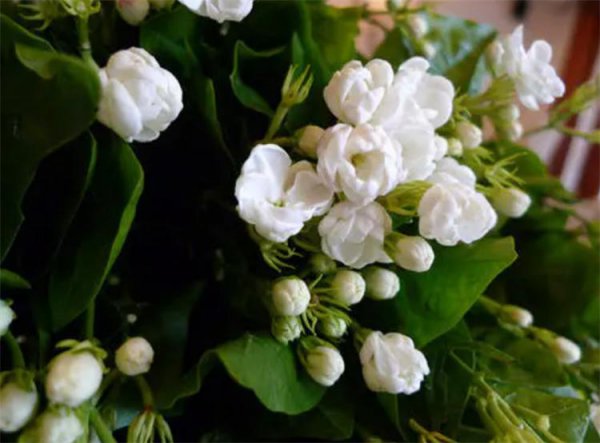 养猫能买什么鲜花养