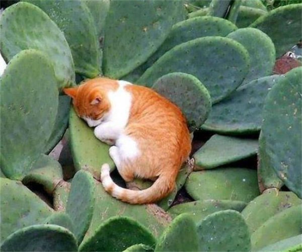 养猫能买什么鲜花养