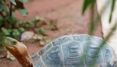 乌龟假死和真死的区别 乌龟冬眠假死是一种什么状态