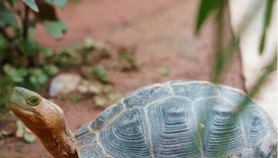 乌龟假死和真死的区别