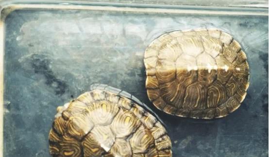 乌龟假死和真死的区别