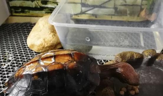 乌龟假死和真死的区别