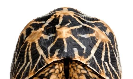 乌龟假死和真死的区别