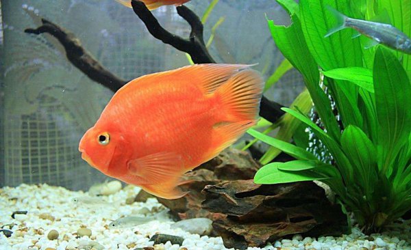 血红鹦鹉鱼寿命有多长