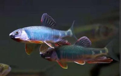 鱼受伤了在水中伤口怎么愈合 怎么治疗鱼的外伤疾病