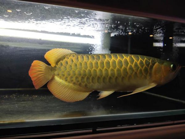 鱼受伤了在水中伤口怎么愈合