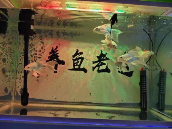 鱼受伤了在水中伤口怎么愈合