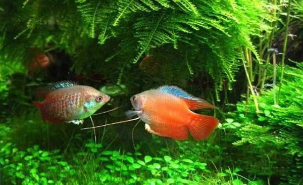 鱼受伤了在水中伤口怎么愈合