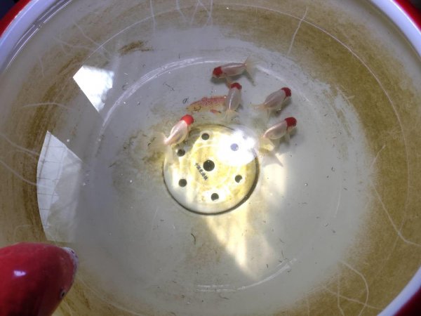 鱼受伤了在水中伤口怎么愈合