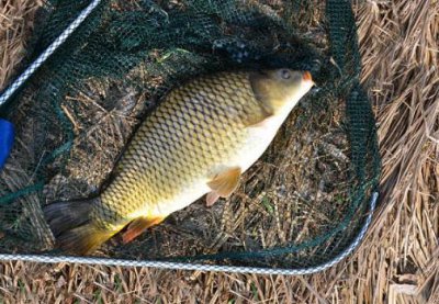 鲤鱼是淡水鱼还是海水鱼 为什么鲤鱼在南方不受欢迎