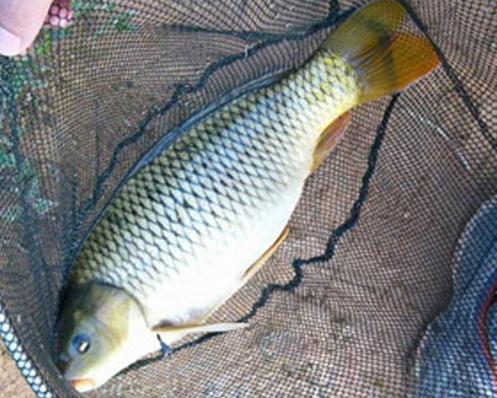 鲤鱼是淡水鱼还是海水鱼