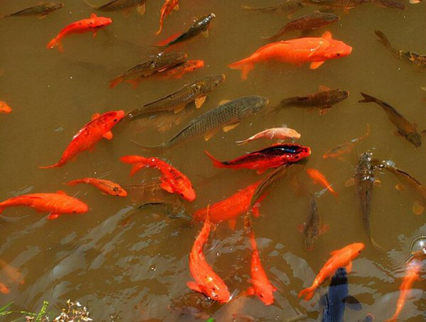 鲤鱼是淡水鱼还是海水鱼