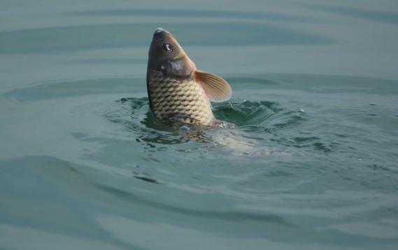 鲤鱼是淡水鱼还是海水鱼