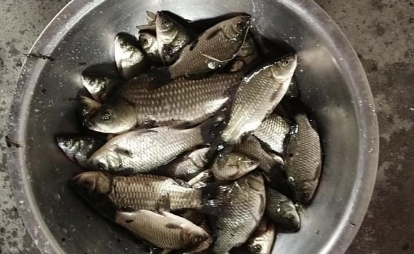 腥香和香腥是什么区别