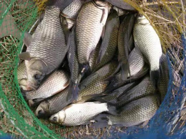 腥香和香腥是什么区别